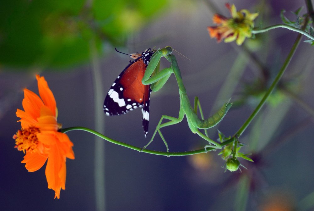 Photograph by Shafiul Islam Md