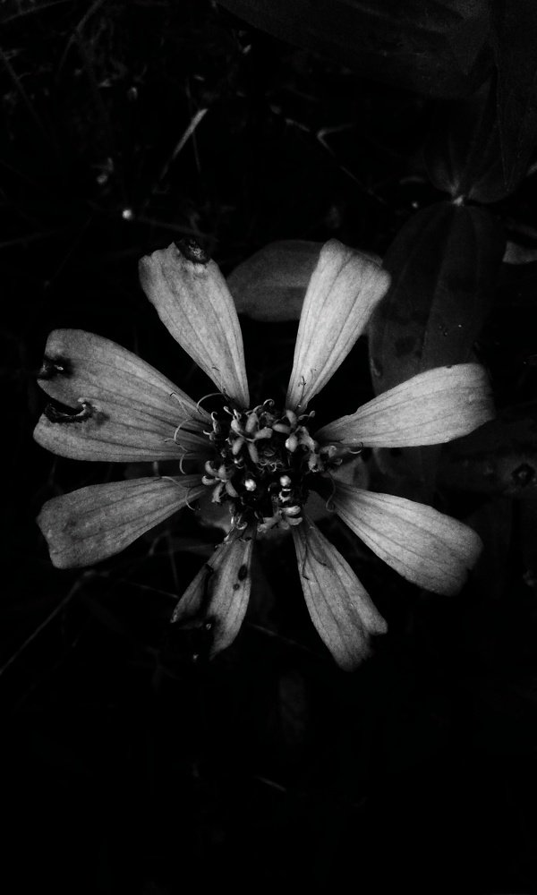 Black and white photography