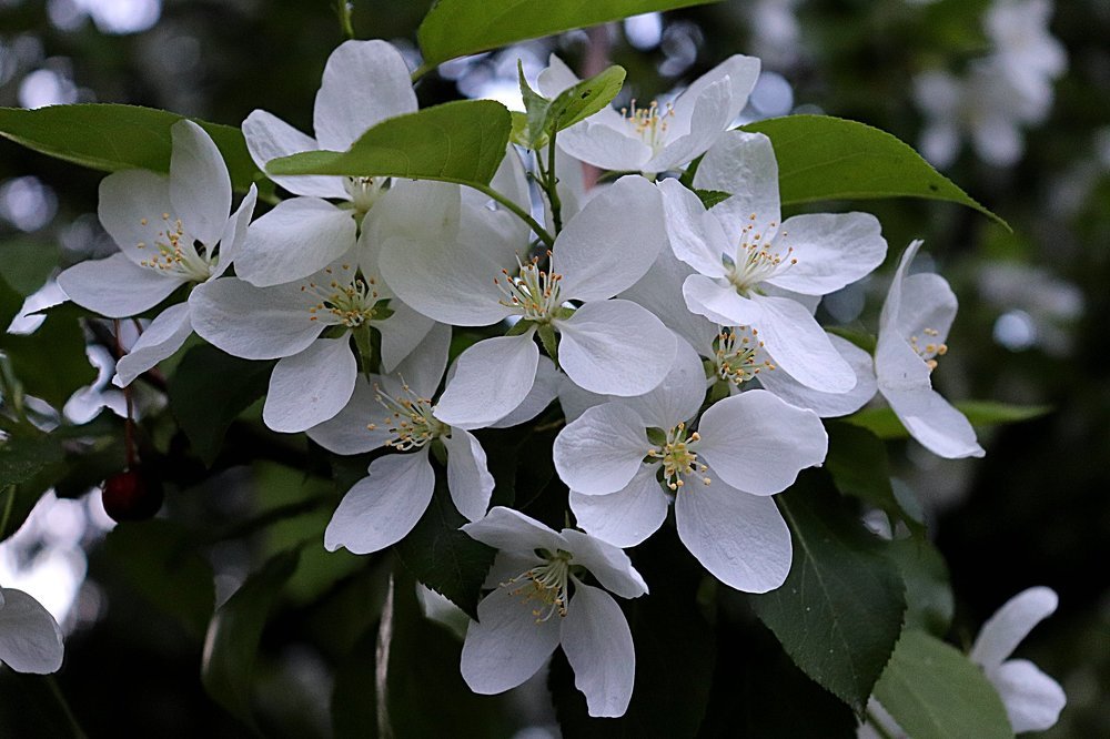 Красавица Весна ...