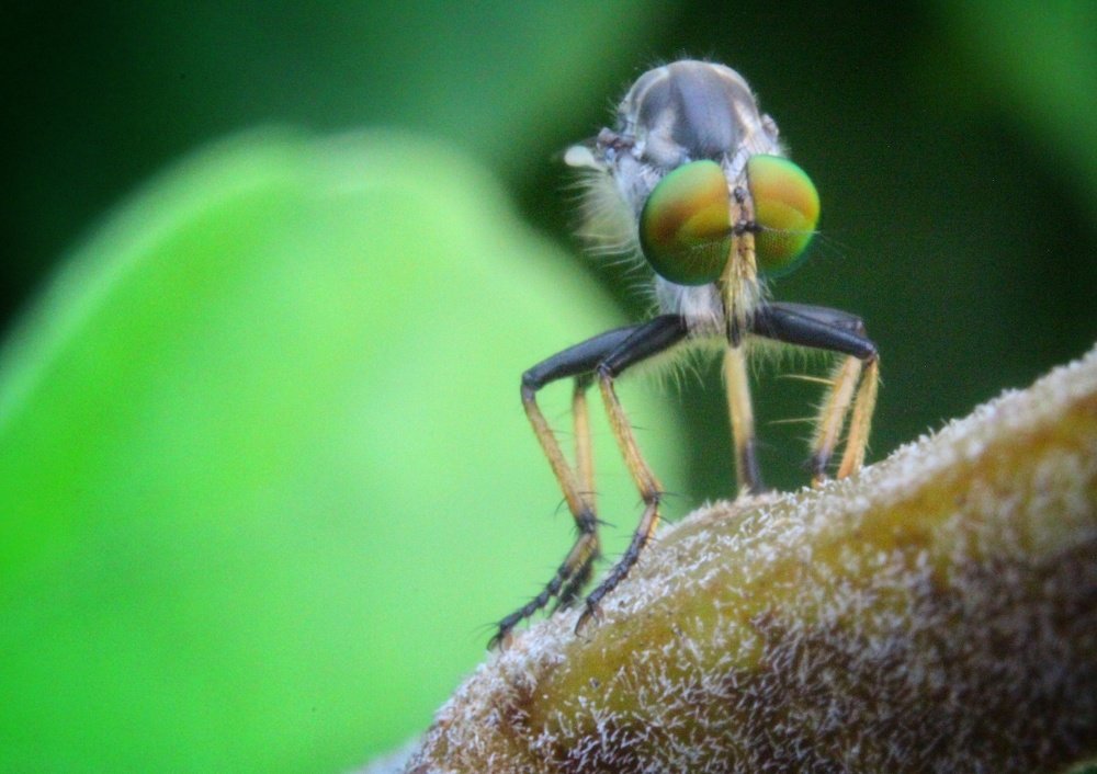 Beautiful green eye flowers fly
