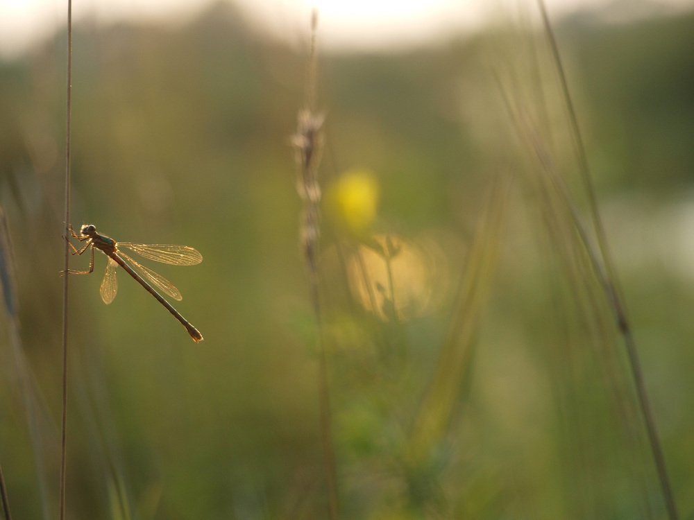 Фотография автора Екатерина Тимофеева