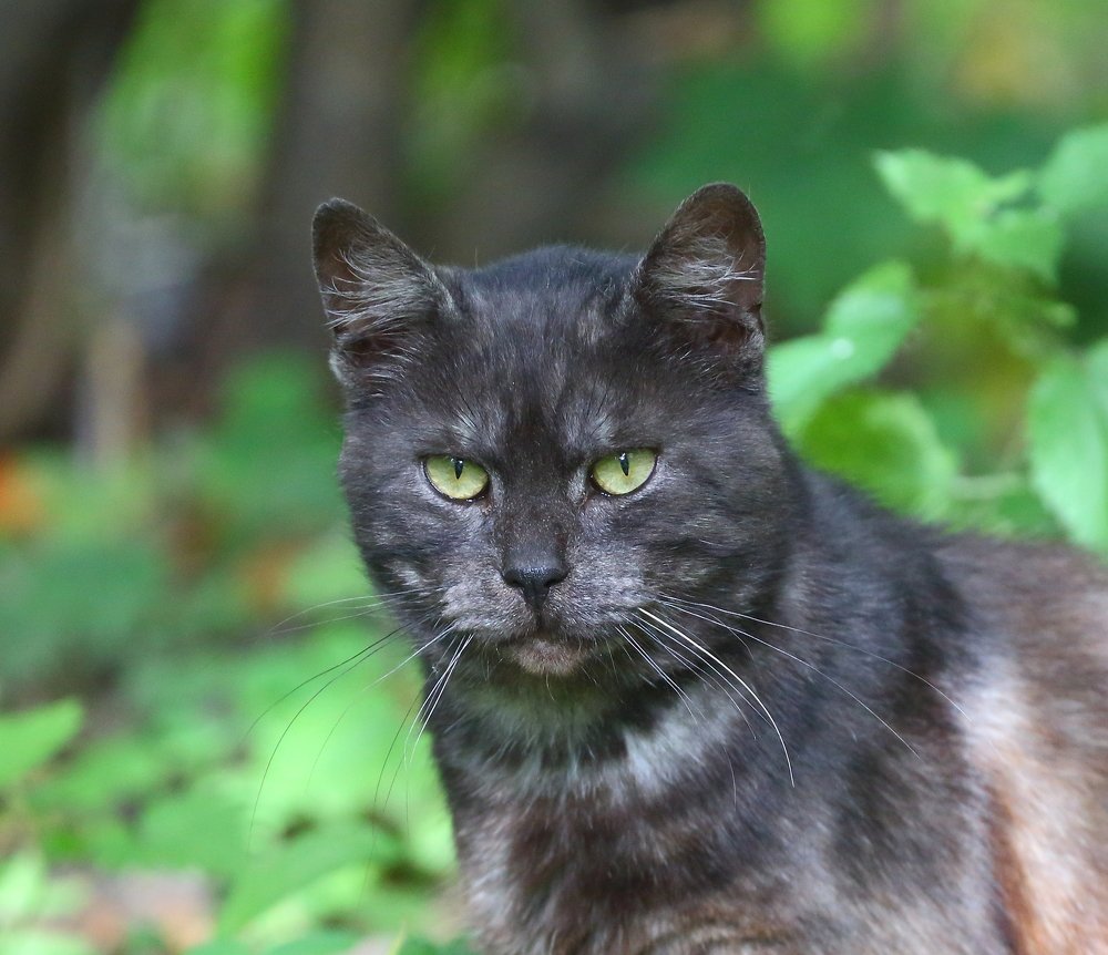 Черное и серое