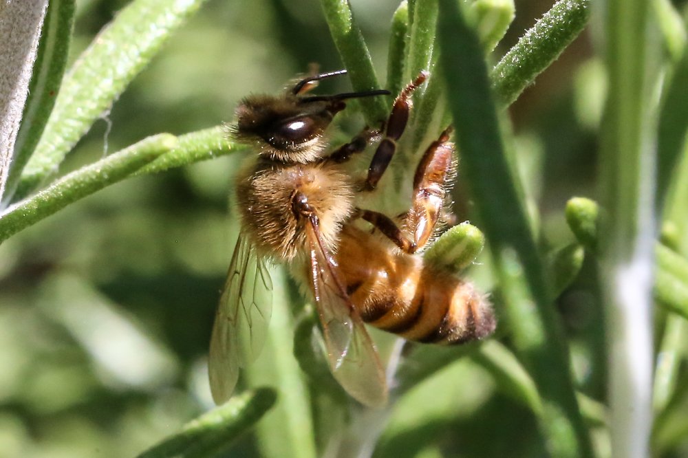 Photograph by Jack Rabah