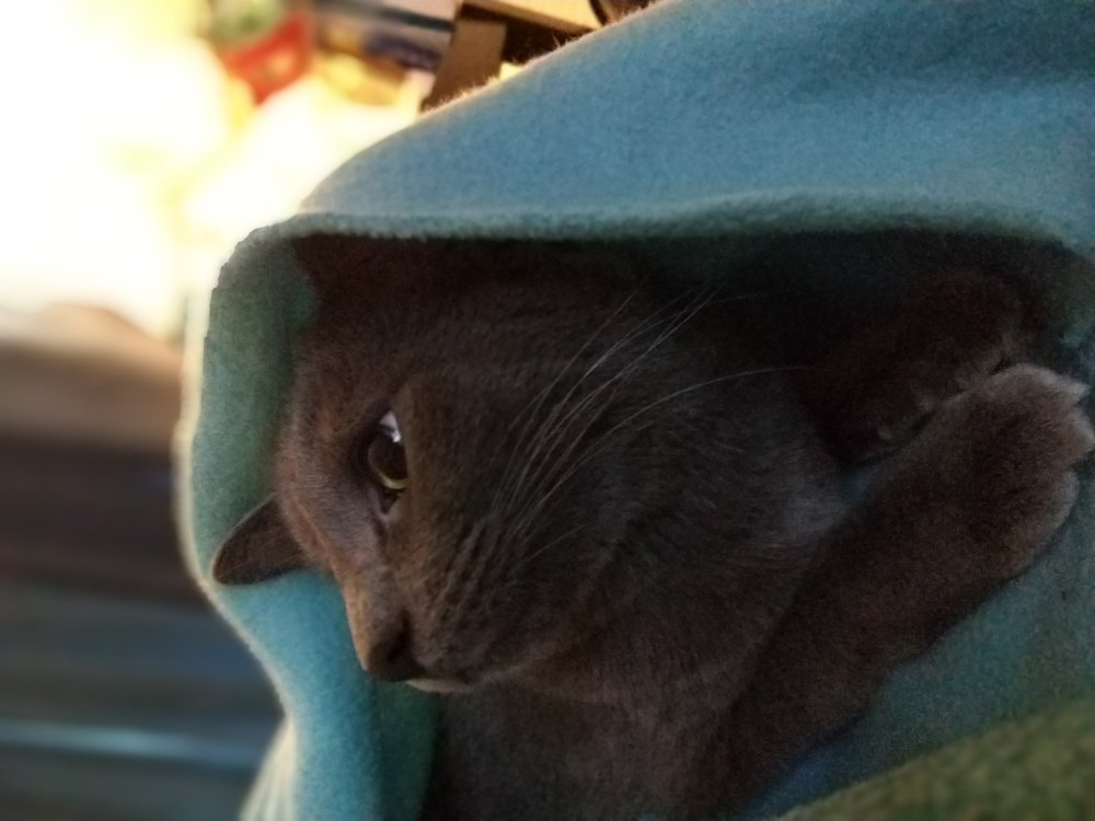 Little Blue Blanky