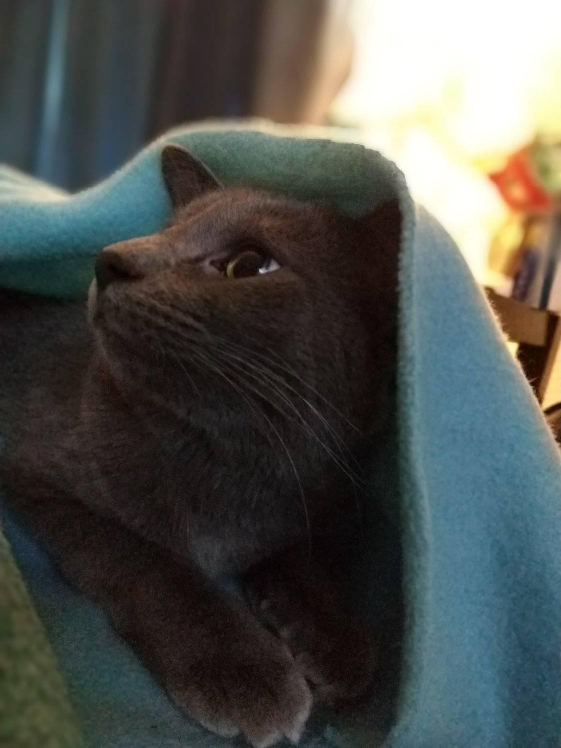 Little Blue Blanky