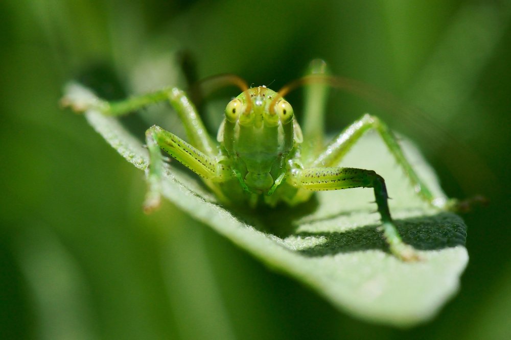 Инопланетянин