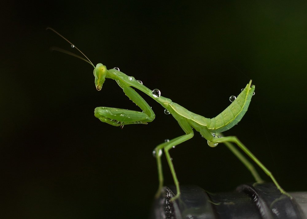 Photograph by Gino Rapheal