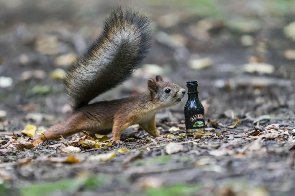 белочка приходит