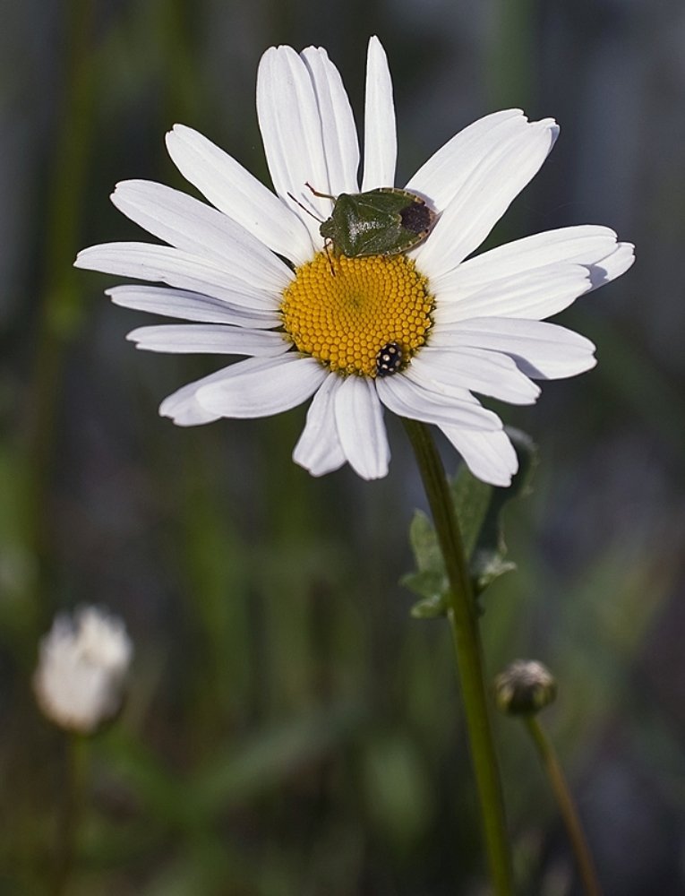 Все любят ромашки