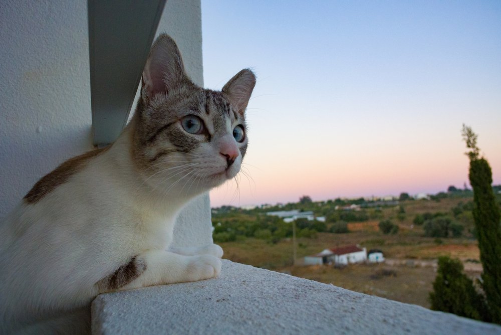 Photo #3522877
