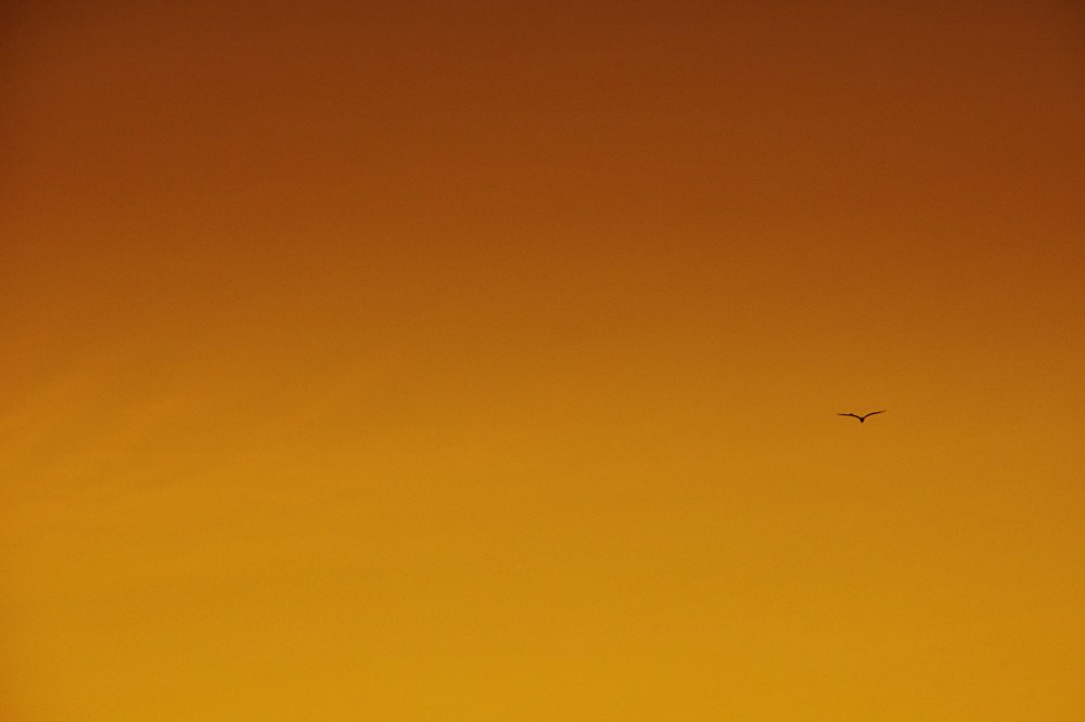 Photograph by Mário C.