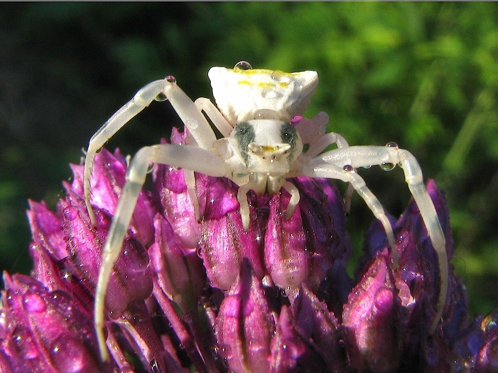 Photograph by Ирина Мамичева