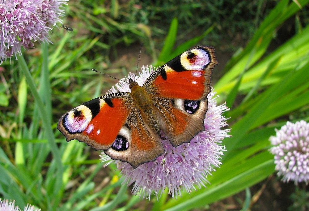 Photograph by Ирина Мамичева