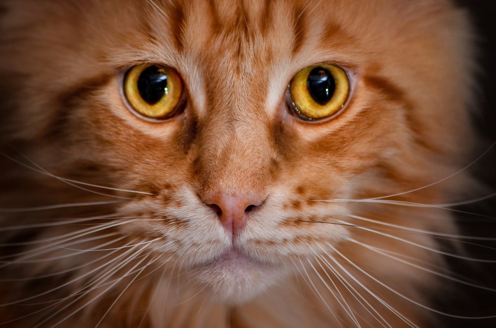 Photograph by Вероника Романенко