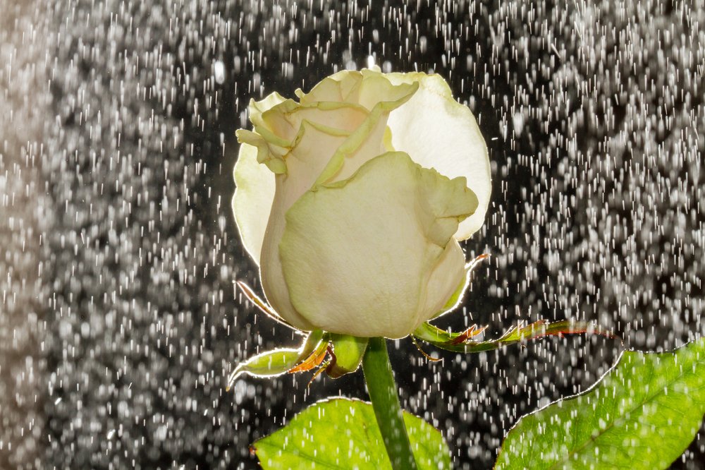 Photograph by Анна Малютина