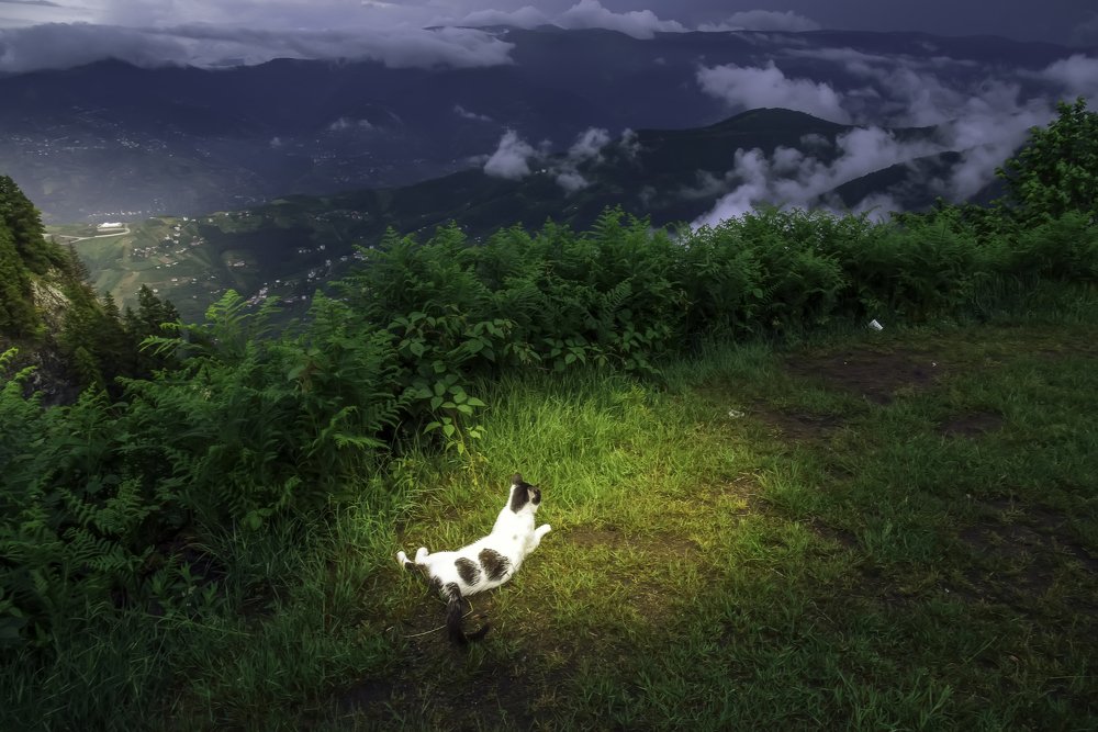 Photograph by Aram Rustayi