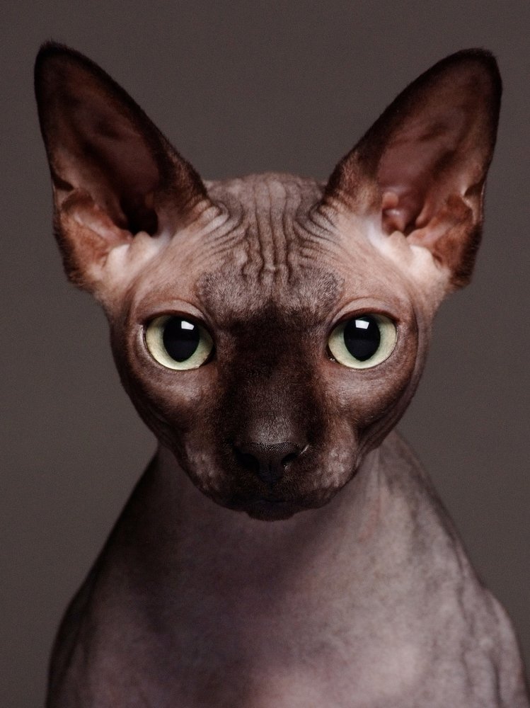 Photograph by Svet Lana