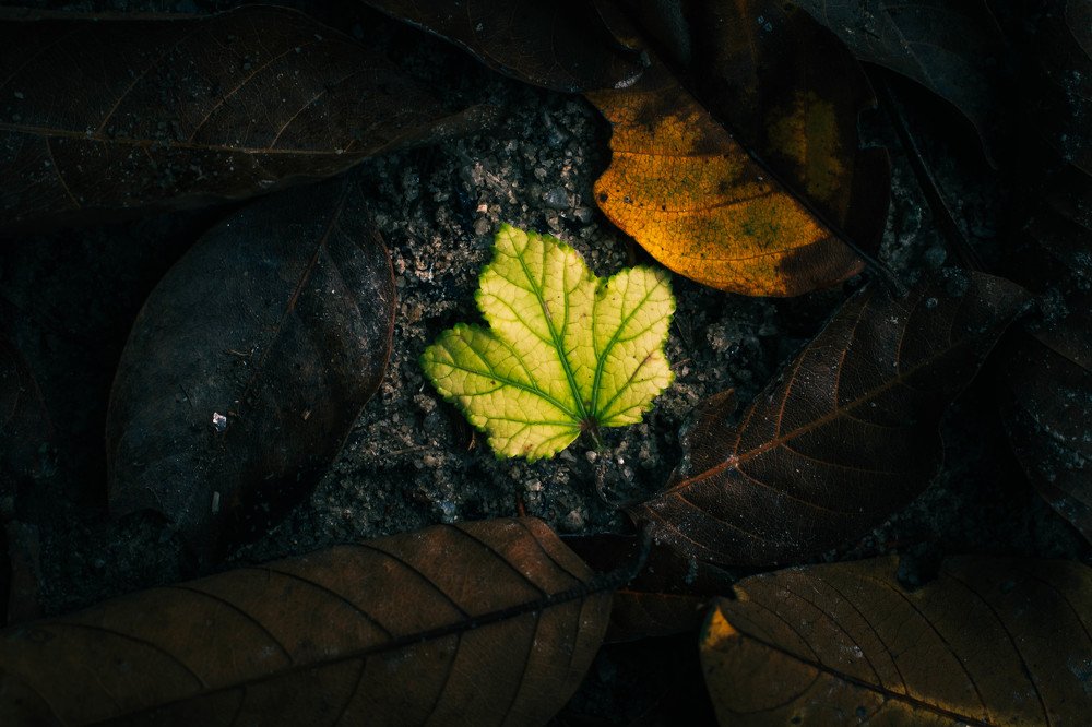 Photograph by fazly fazly shah