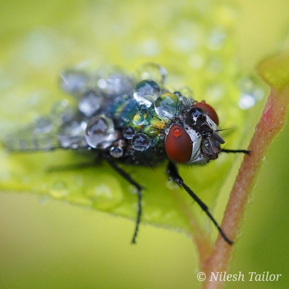 Photograph by Nilesh Tailor