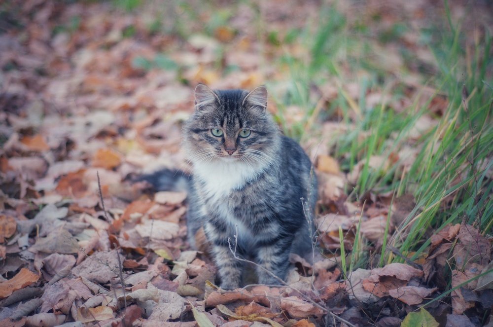 Осенняя грусть