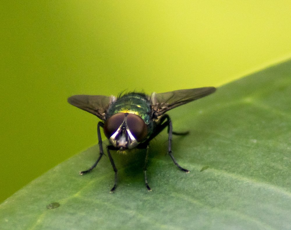 Photograph by Станимир Каменов