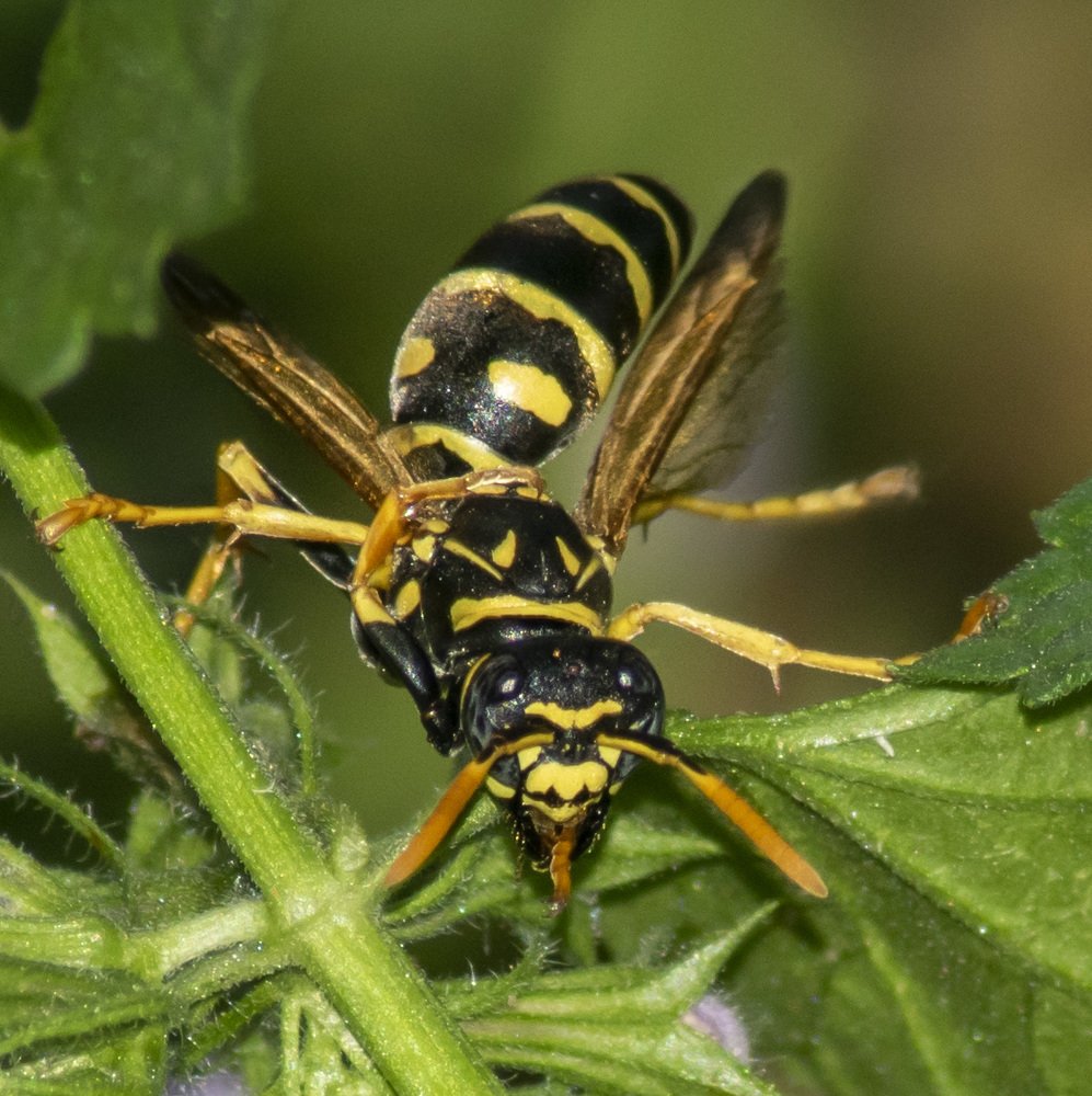 Photograph by Станимир Каменов