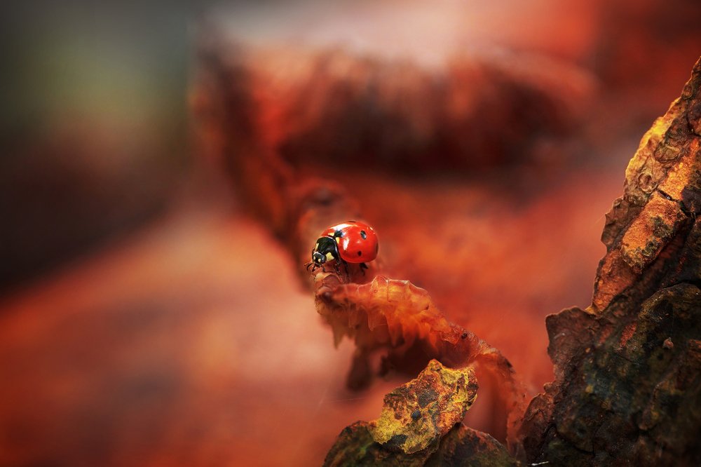 Photograph by Maayke