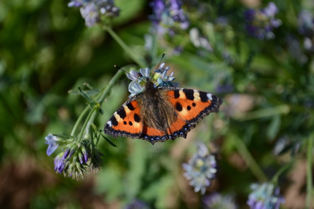 Photograph by Elena MITROFANOVA