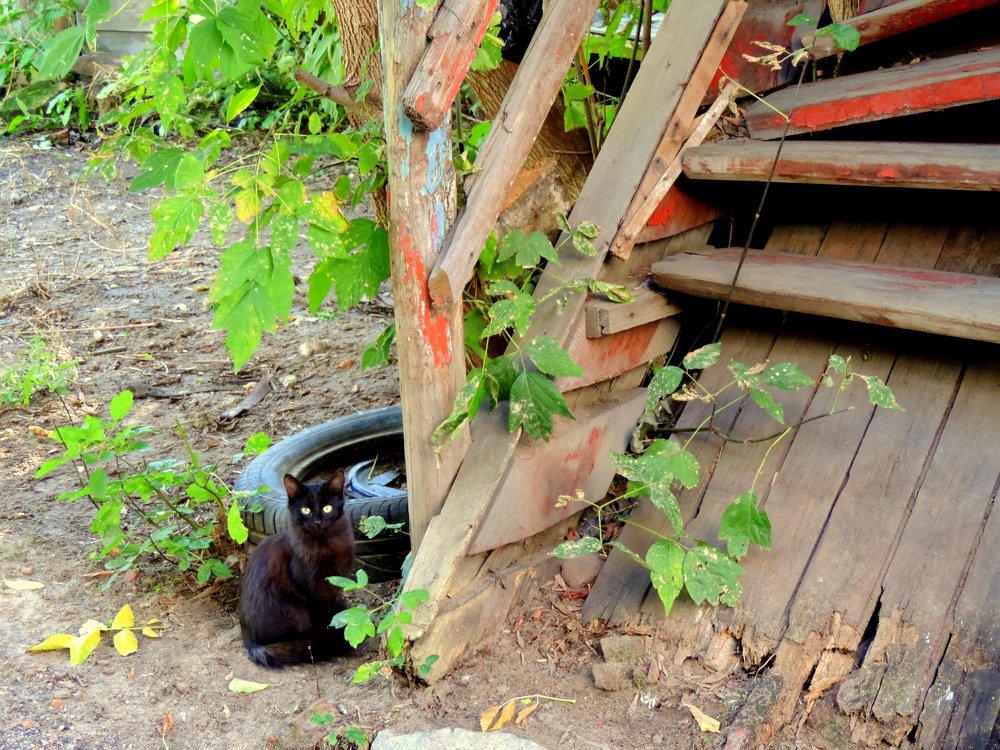 В новый дом уехали без меня...