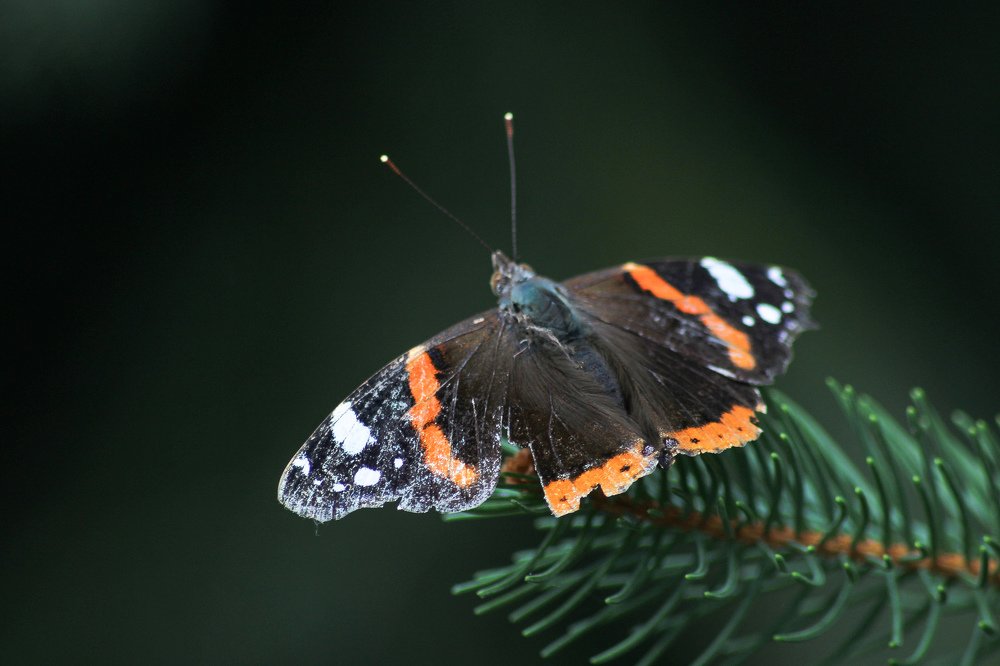 Photograph by Teodora Codreanu