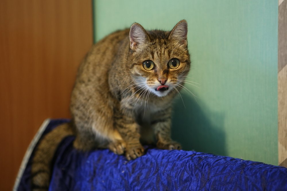 Фотография автора Светлана Дубина