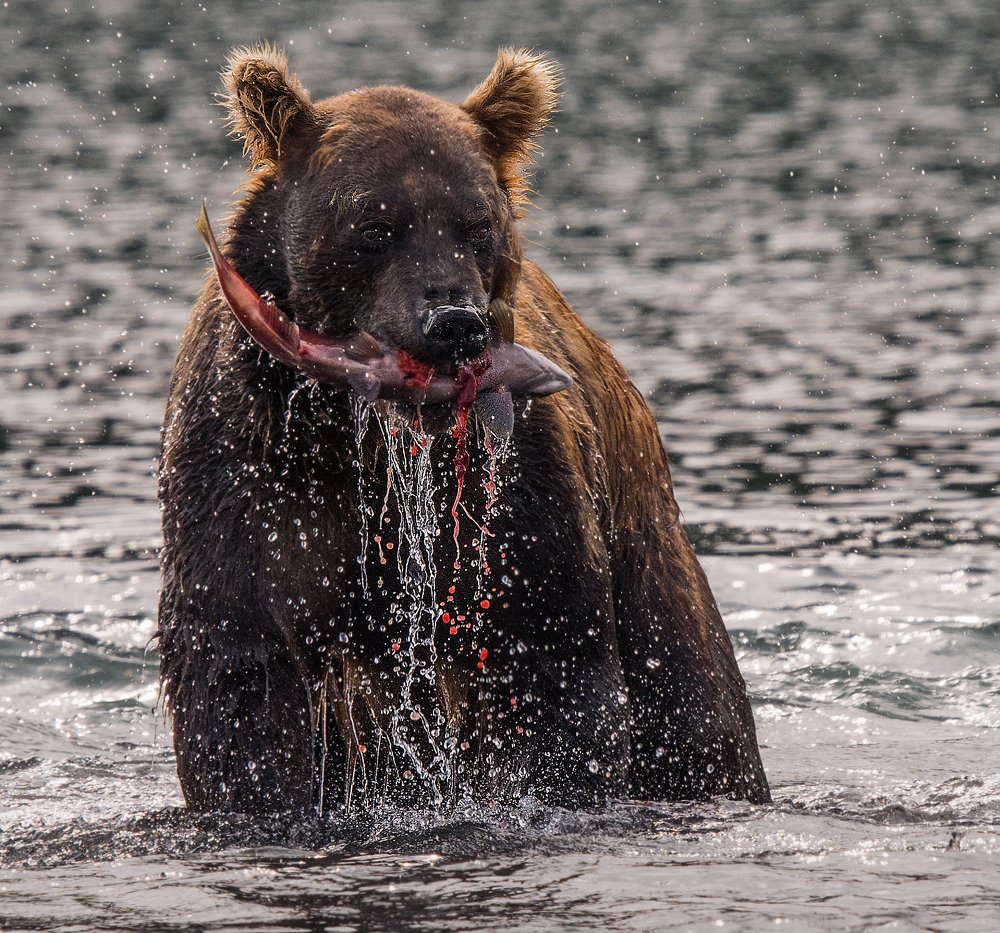 Photograph by Vladimir Kushnarev