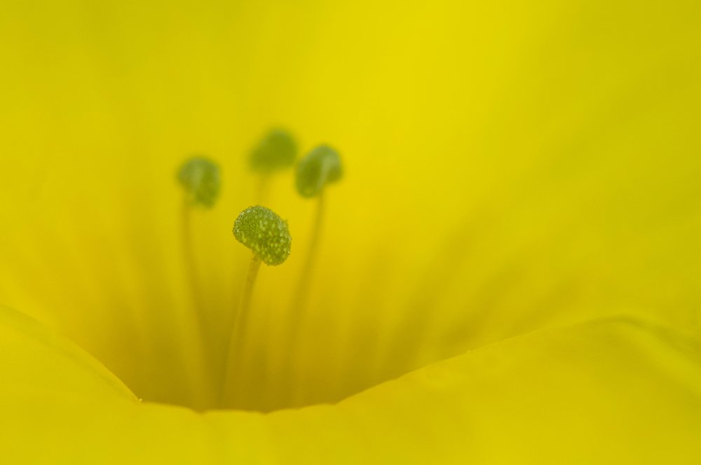 Photograph by Chamara Sulakkhana Polwatta Siriyalage