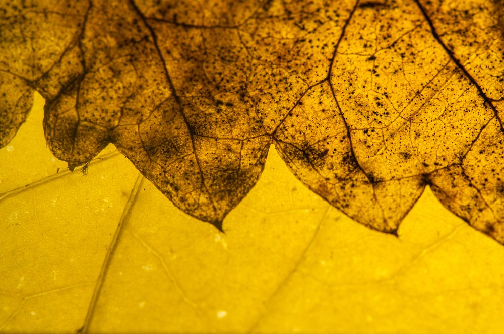 Photograph by Chamara Sulakkhana Polwatta Siriyalage