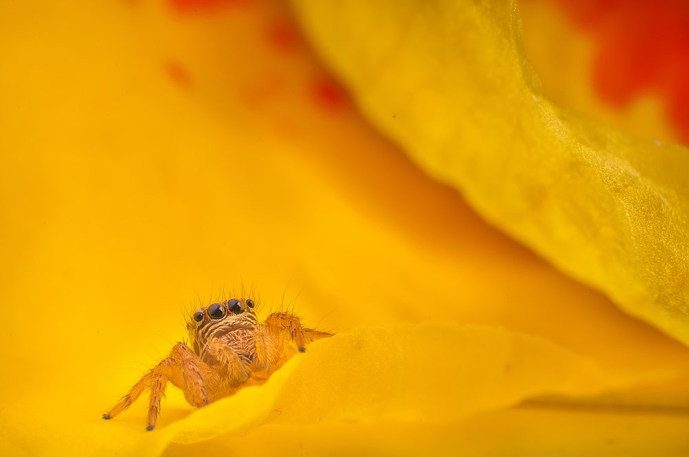 Photograph by Chamara Sulakkhana Polwatta Siriyalage