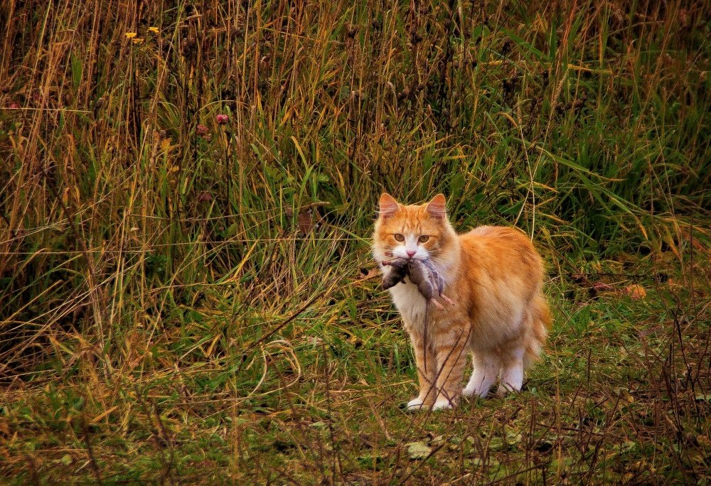 Photograph by Илья Шамин