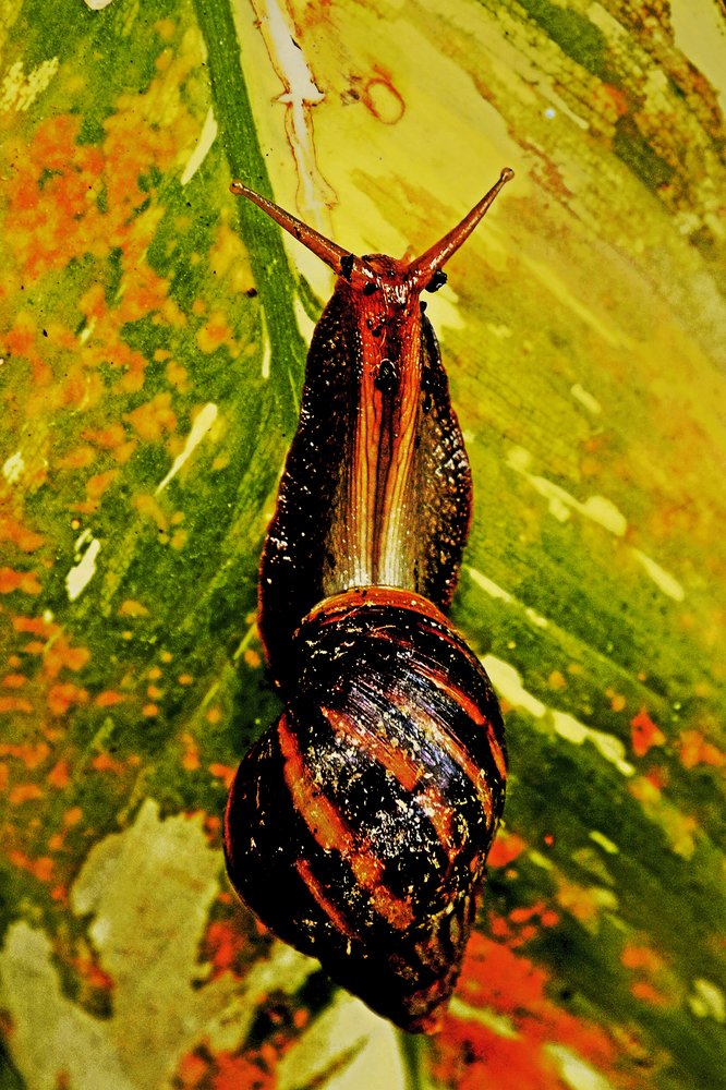 Photograph by MỸ THUẬN HUỲNH