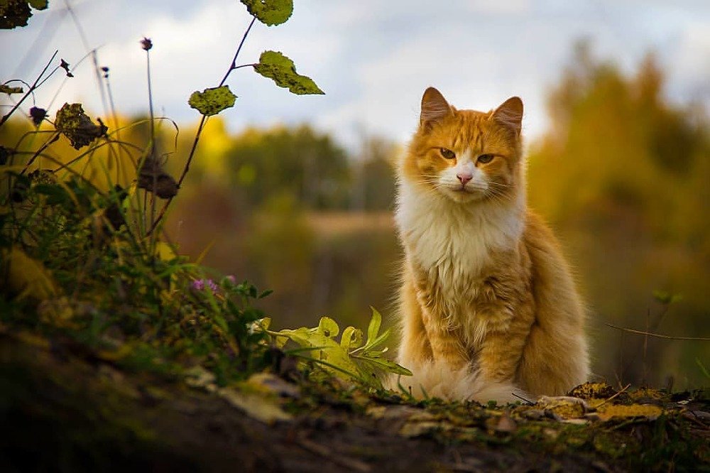 Photograph by Илья Шамин