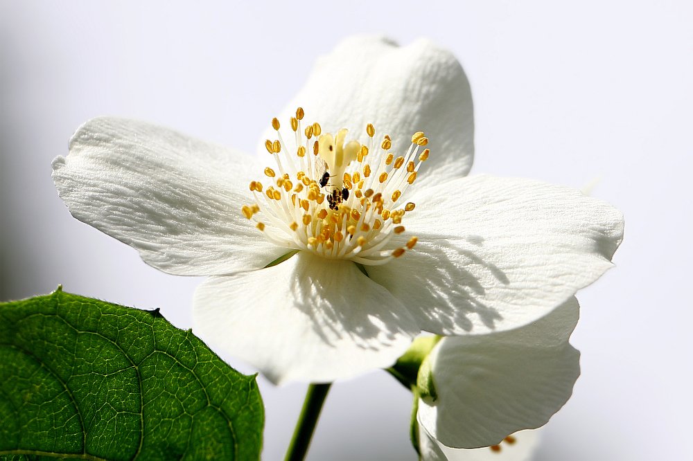 Аромат что надо...