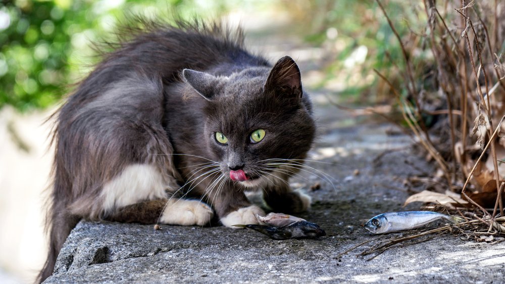 Photograph by KirillK