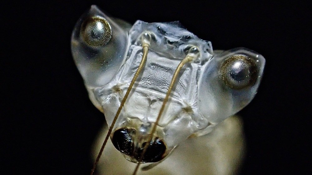 Photograph by Sharel Albor