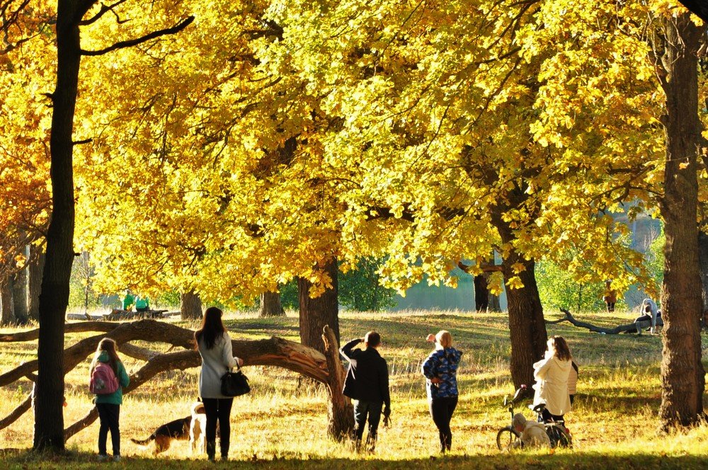 Золотая осень.