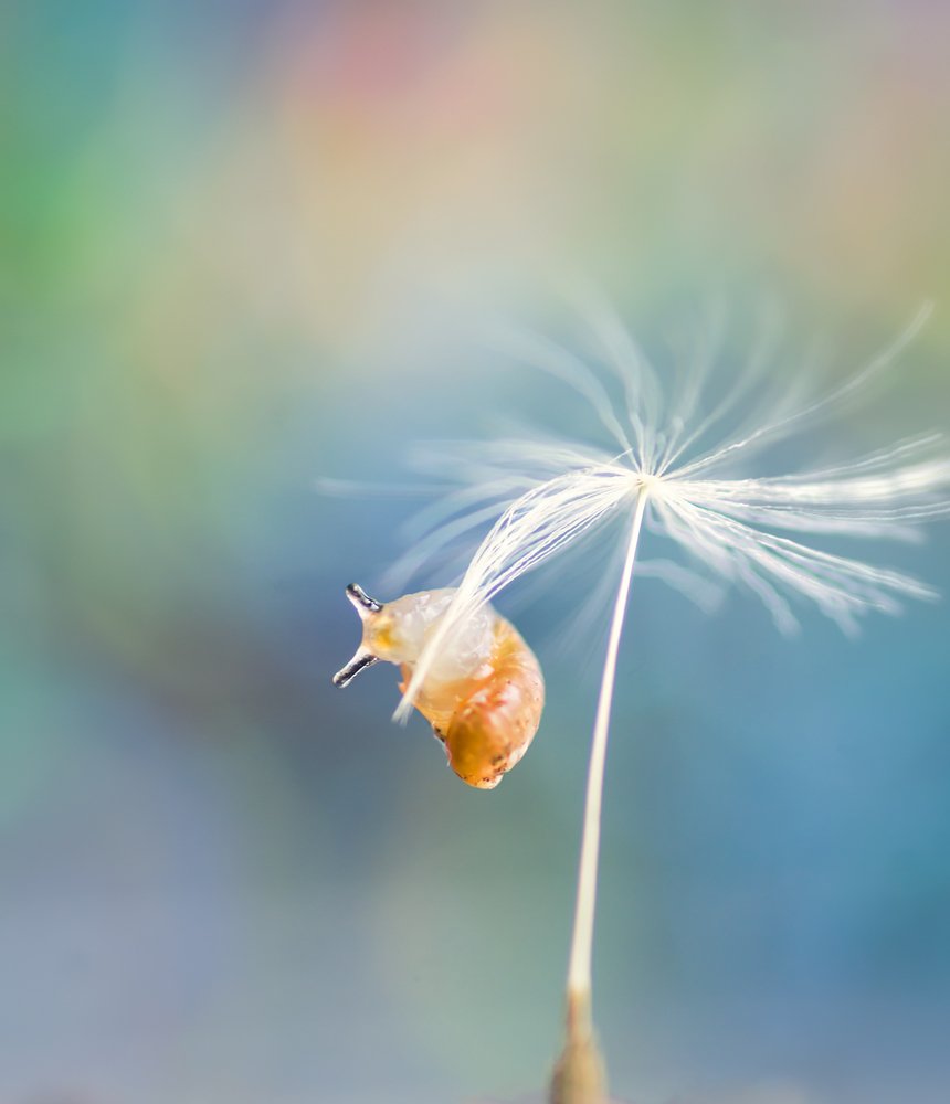 Photograph by Тараненко Анжелика