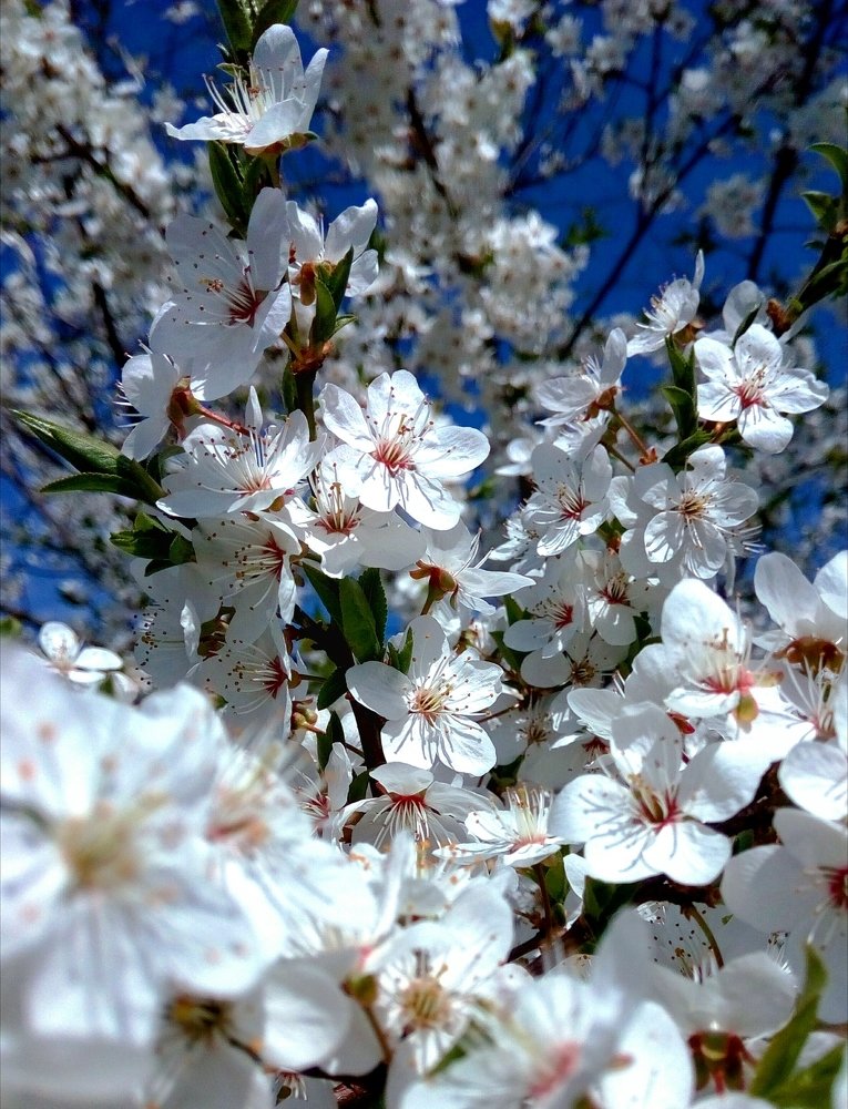 Цветущий май