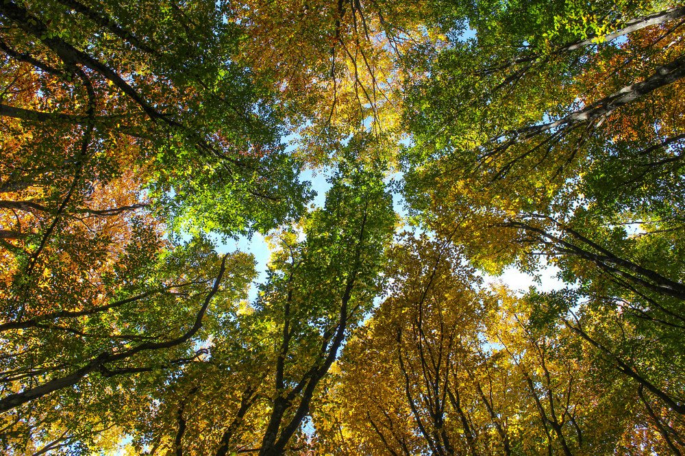 Калейдоскоп осени