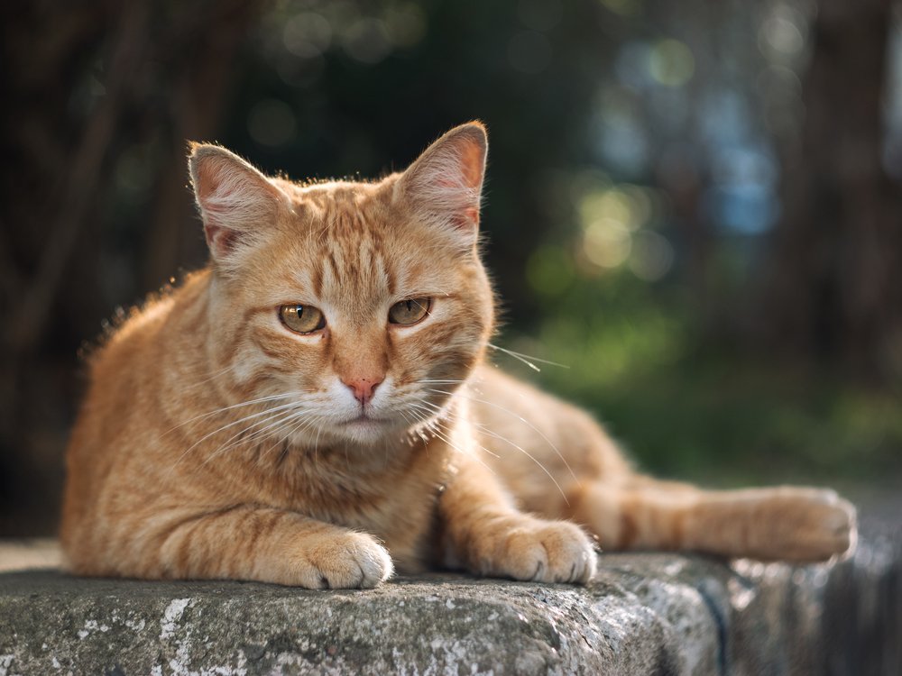 Photograph by Игорь Т