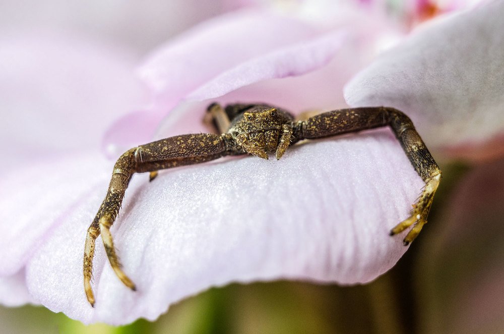 Крабовидный цветочный паук на цветке герани