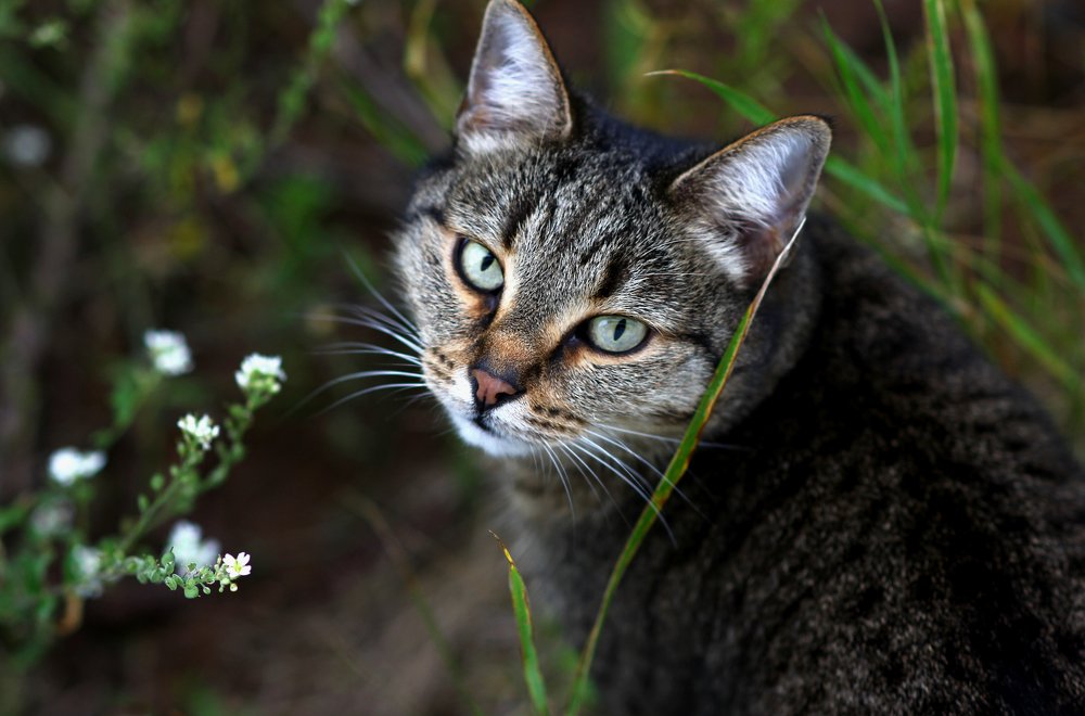 Photograph by ALBERT