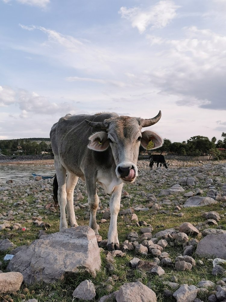 Cow