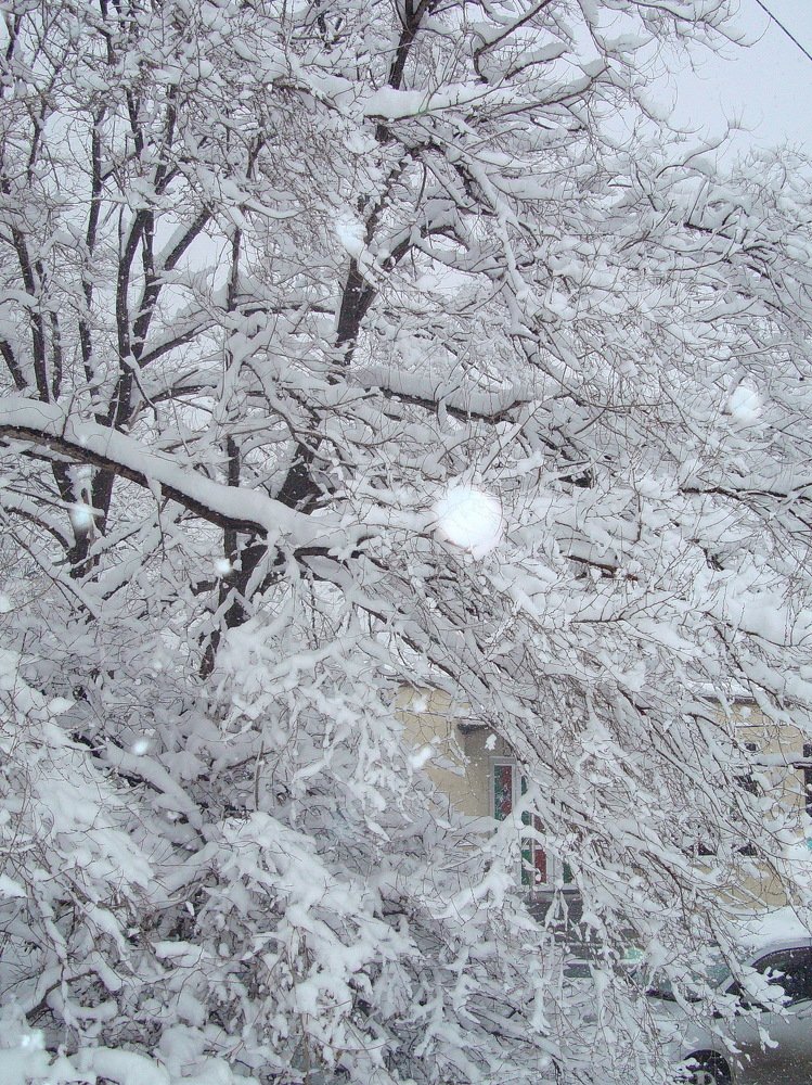 Photo #3524916